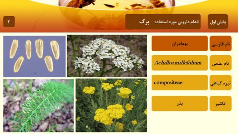 دانلود پاورپوینت تقسیم بندی گیاهان دارویی بر اساس اندام دارویی