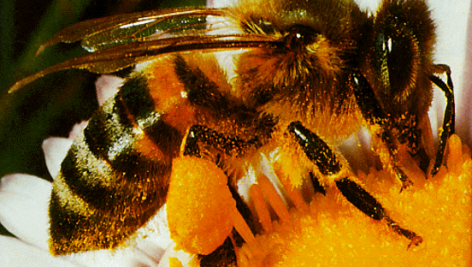 دانلود پاورپوینت زنبور عسل