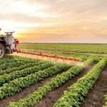 دانلود مقاله کشاورزی زیستی راهگشایی تولید محصول سالم  Word