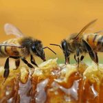دانلود پاورپوینت نحوه تکثیر کلنی های زنبوران عسل