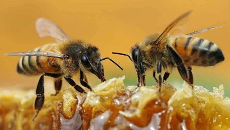دانلود پاورپوینت نحوه تکثیر کلنی های زنبوران عسل