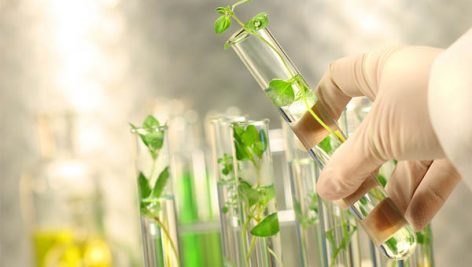 دانلود مقاله بهبود کارایی و بهره‌وری از گیاهان دارویی به کمک تکنیک‌های زیست فناوری word