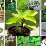 دانلود پاورپوینت تولید مثل در گیاهان، و اصلاح برخی از گیاهان دارویی با هدف مقاومت به تنش های زنده و غیر زنده