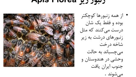 دانلود پاورپوینت نژادهای زنبور عسل