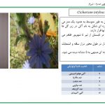 دانلود پاورپوینت چهل و شش گیاه دارویی استان فارس