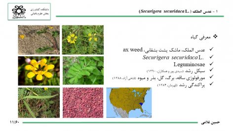 دانلود پاورپوینت معرفی ۱۰ گیاه دارویی استان بوشهر