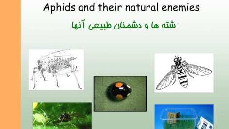 دانلود پاورپوینت شته ها و دشمنان طبیعی آنها